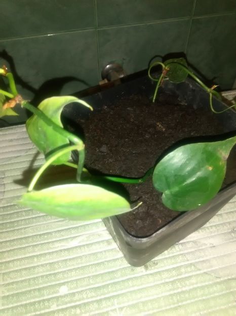 Philodendron scadens - Hederaceum