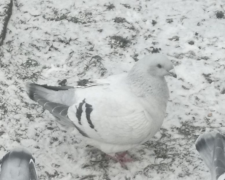 JRS31-ARCHIWUM - d- MŁODE 17- Young 17