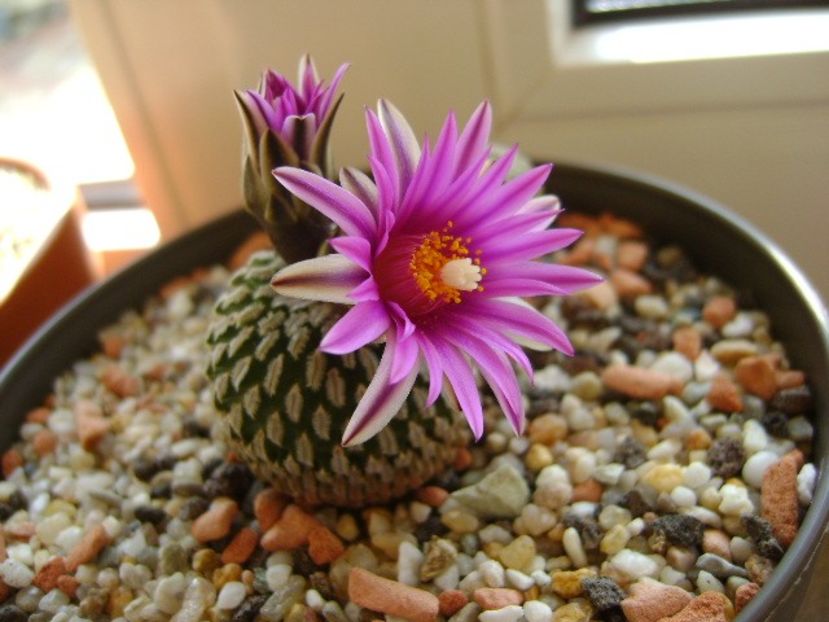 10 febr. 2018 - Turbinicarpus pseudopectinatus - Flori in plina iarna