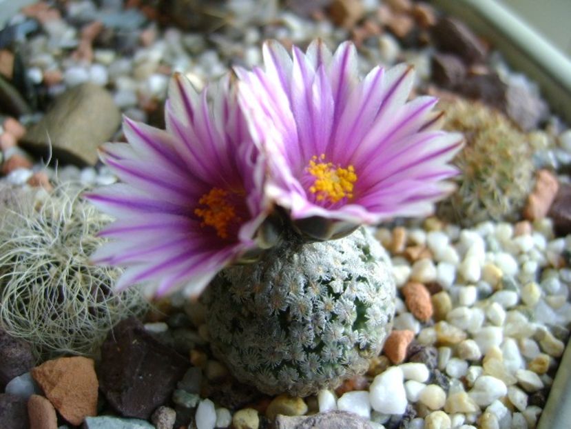 25 febr. 2018 - Turbinicarpus valdezianus, MM 96 Tecolotes, Zac. - Flori in plina iarna