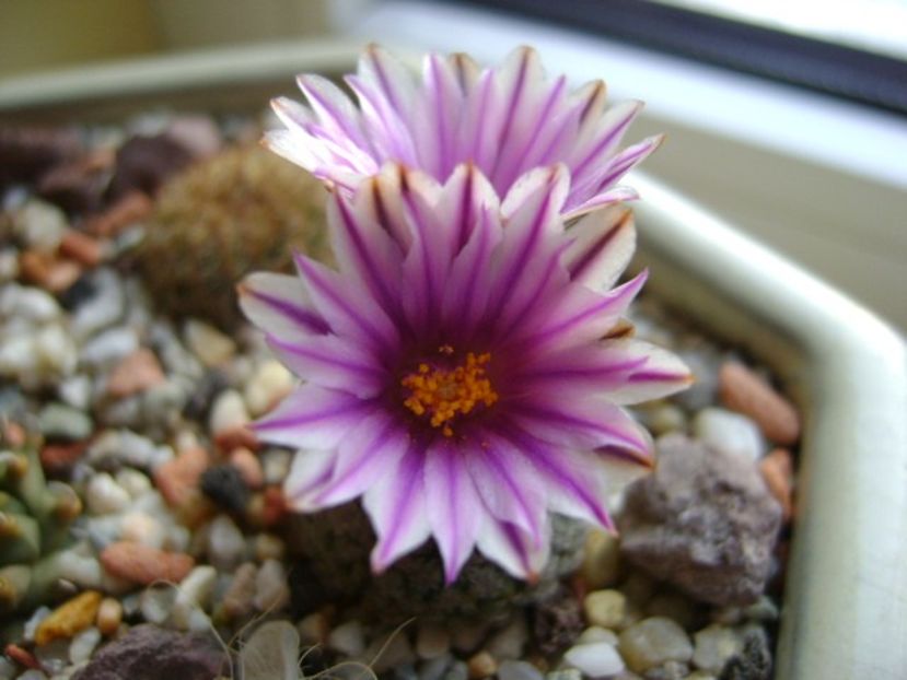 25 febr. 2018 - Turbinicarpus valdezianus, MM 96 Tecolotes, Zac. - Flori in plina iarna