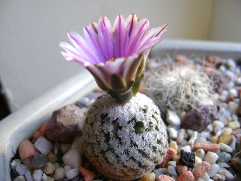 25 febr. 2018 - Turbinicarpus valdezianus, MM 96 Tecolotes, Zac. - Flori in plina iarna