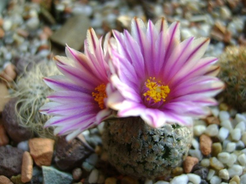 25 febr. 2018 - Turbinicarpus valdezianus, MM 96 Tecolotes, Zac. - Flori in plina iarna
