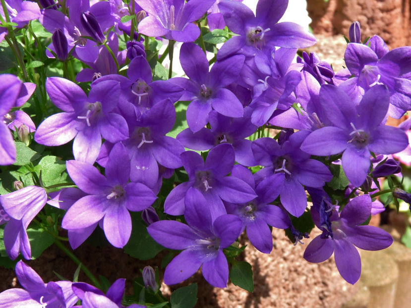  - Campanula