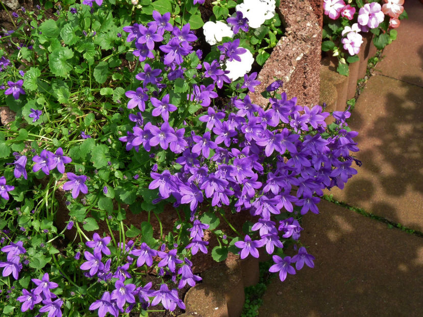  - Campanula