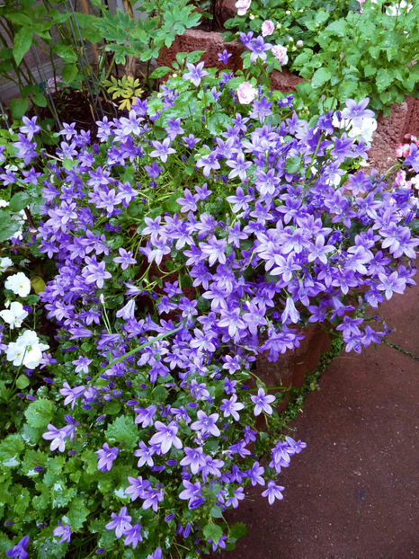  - Campanula