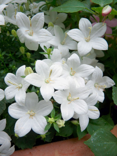  - Campanula