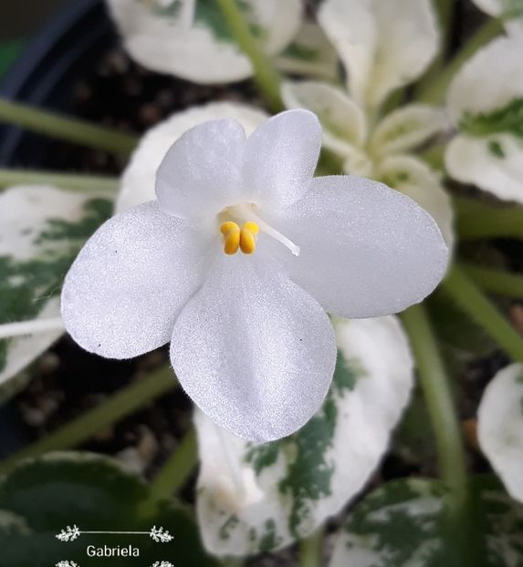  - Alan-s Fallen Angel