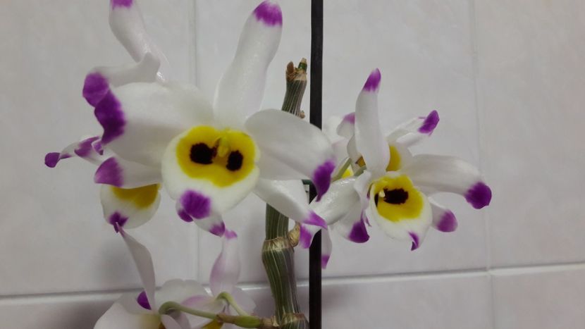  - Dendrobium wardianum