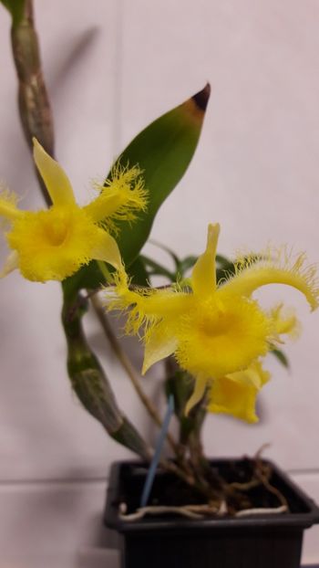  - Dendrobium harveyanum