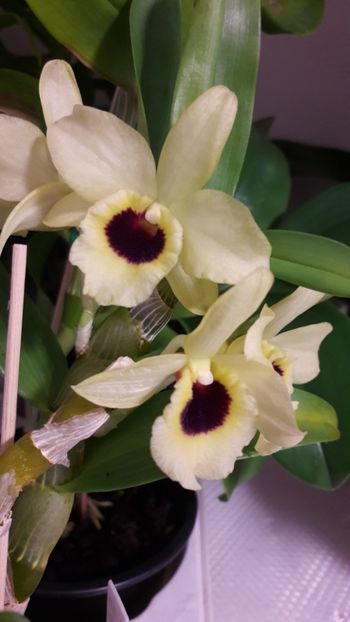  - Dendrobium nobile galben cu mijloc grena catifelat