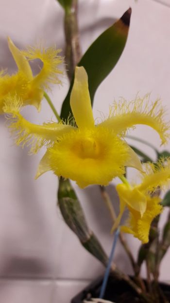  - Dendrobium harveyanum