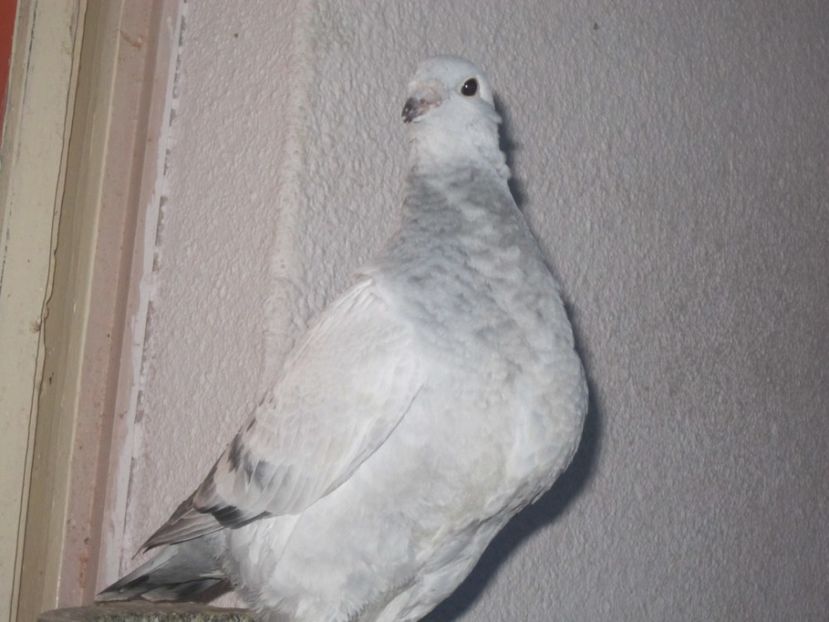  - PUI 2018 produsi in LA FABRICA