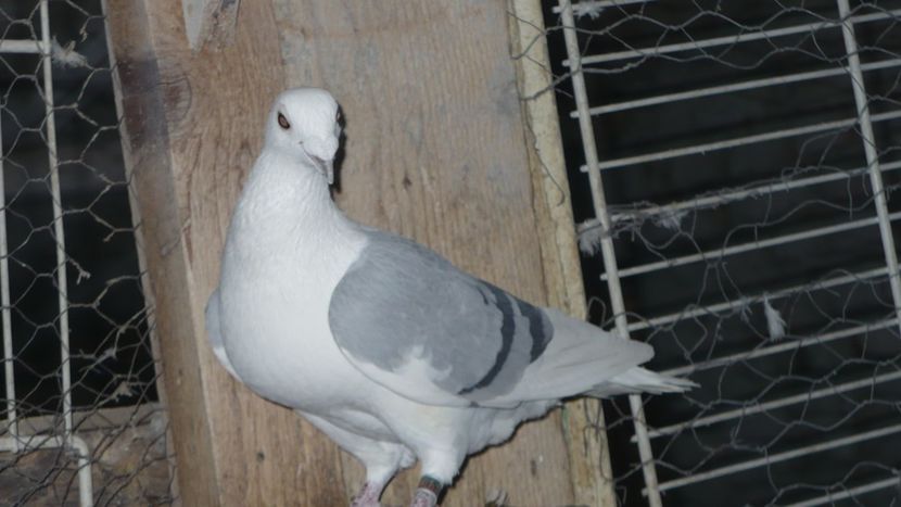 P1380472 - Voiajori Listi