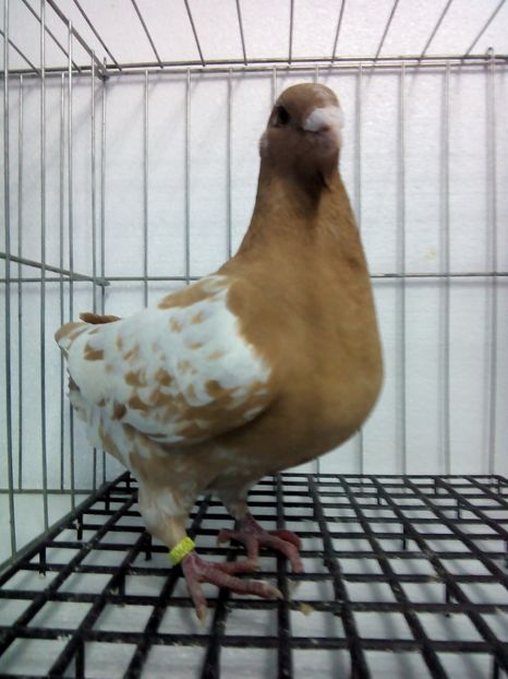 Femela 2017 - Americani