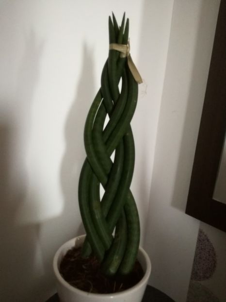  - sansevieria