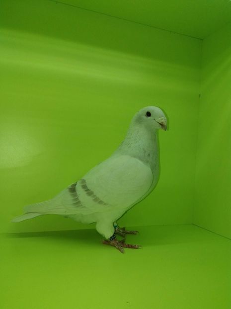 E0F125F0-C8C9-4598-8BCF-DA25B1B3621B - Argintii