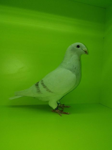 5291FC1B-61E8-45E0-8009-6F174BB4748E - Argintii