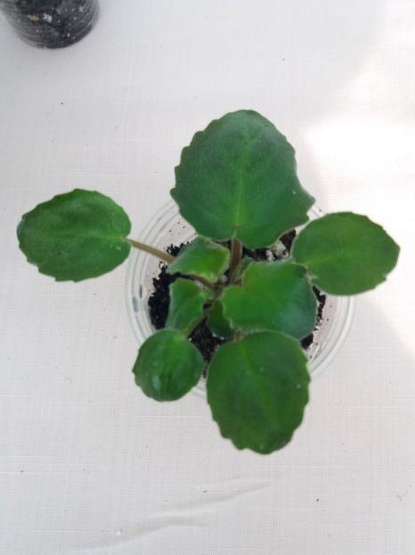 27 feb - ZZ RS Barkhatnyi Nariad trail sport