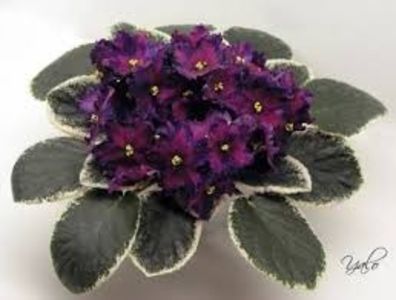 LE Yuzhnaya Noch poza net - ZZ LE Yuzhnaya Noch - LE South Night