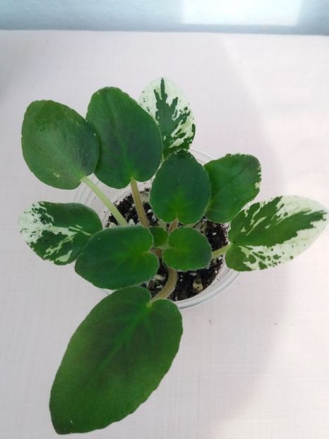 27 feb - ZZ LE Yuzhnaya Noch - LE South Night