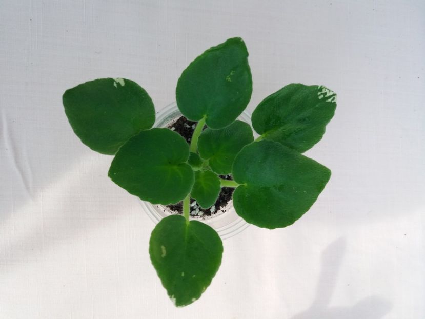 27 feb - ZZ LE Yuzhnaya Noch - LE South Night