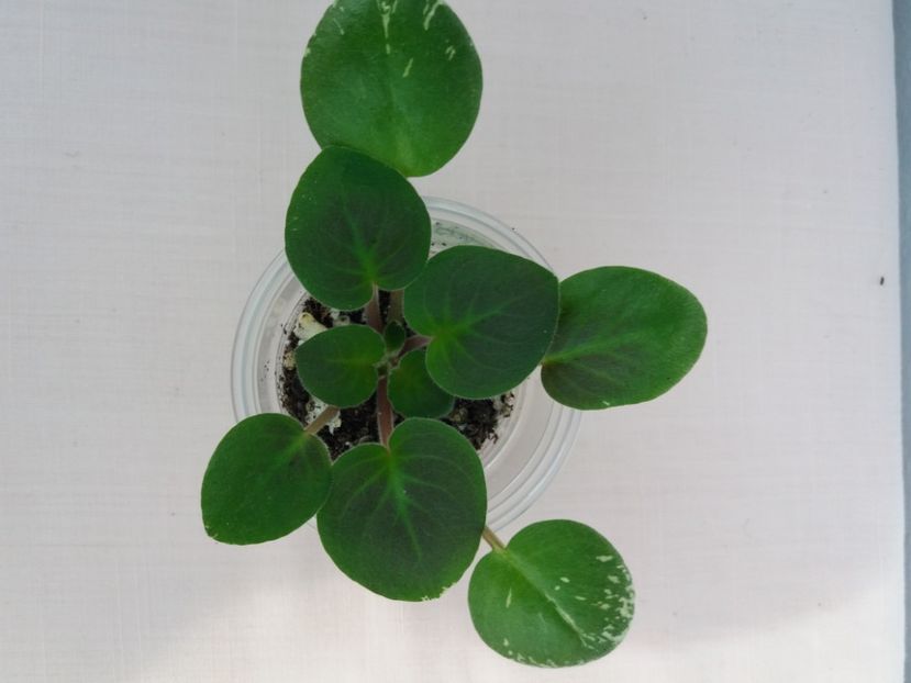 27 feb - Mac s Very Indigo