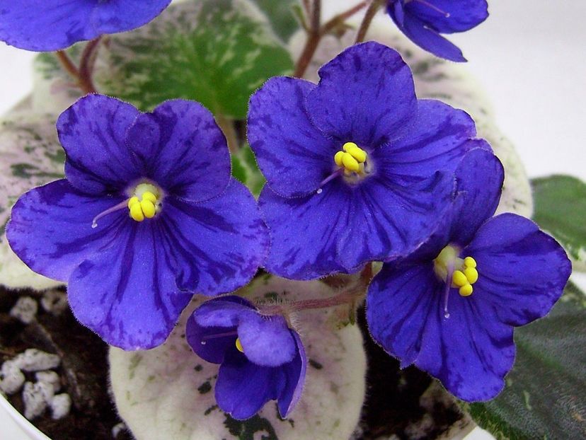 Mac s Very Indigo poza net - Mac s Very Indigo