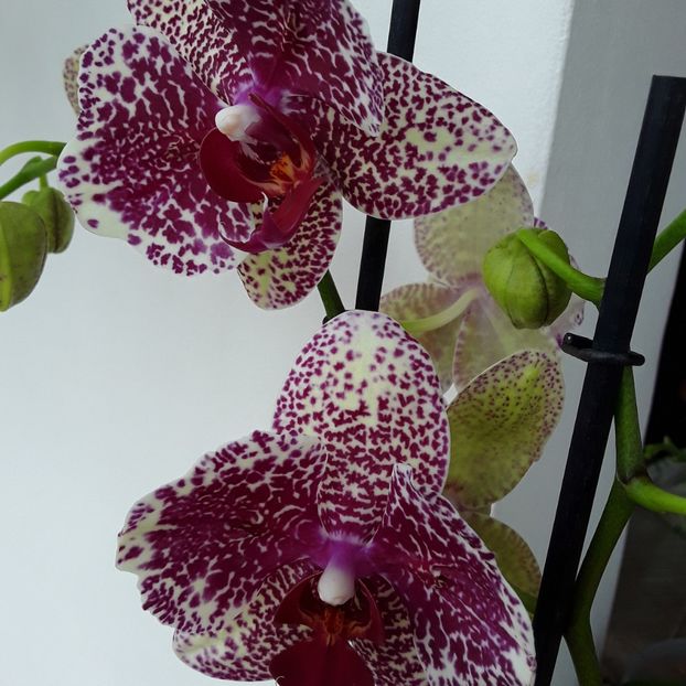  - orhidee 20 15 - reinflorire 2016-2018-2019