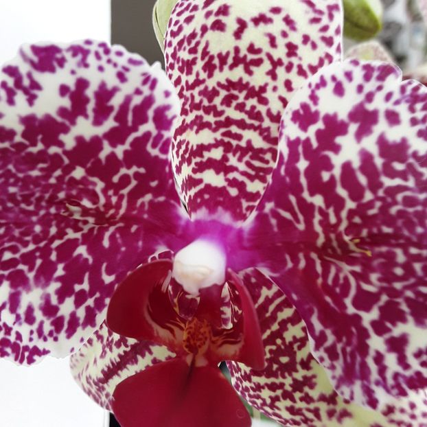  - orhidee 20 15 - reinflorire 2016-2018-2019