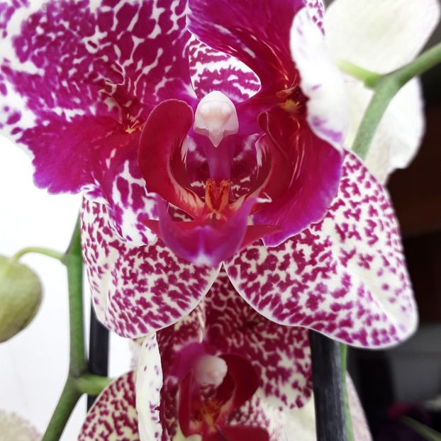  - orhidee 20 15 - reinflorire 2016-2018-2019