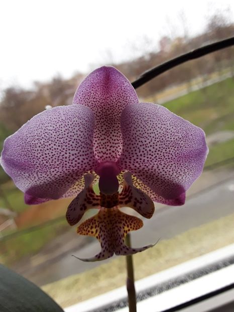  - orhidee 20 15 - reinflorire 2016-2018-2019