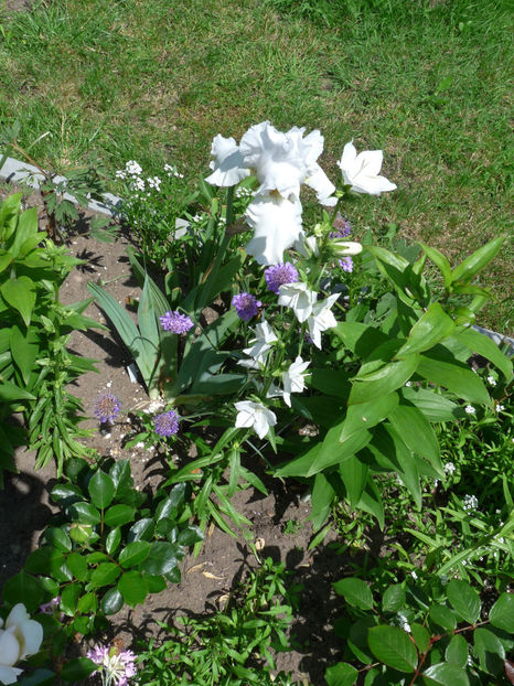  - Campanula