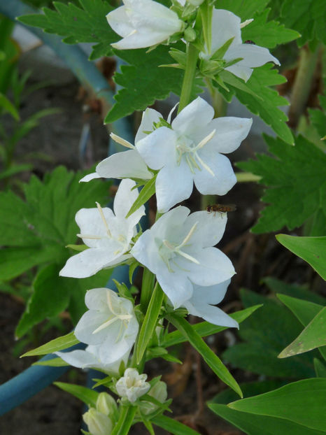 - Campanula