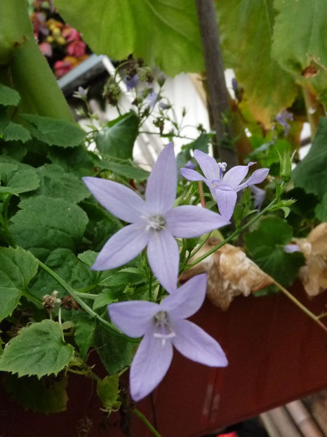 spectaculos in cosuri suspendate - Campanula