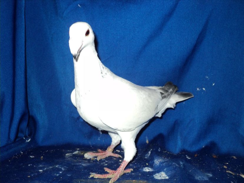 femela 2017 - MATCA FEMELE GERMANI 2018