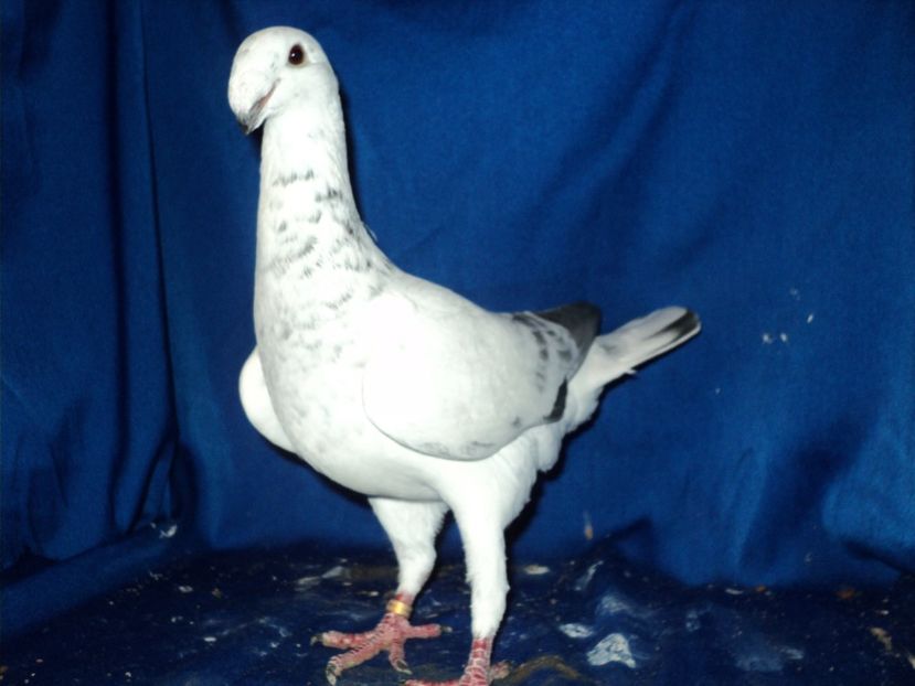 femela 2017 - MATCA FEMELE GERMANI 2018