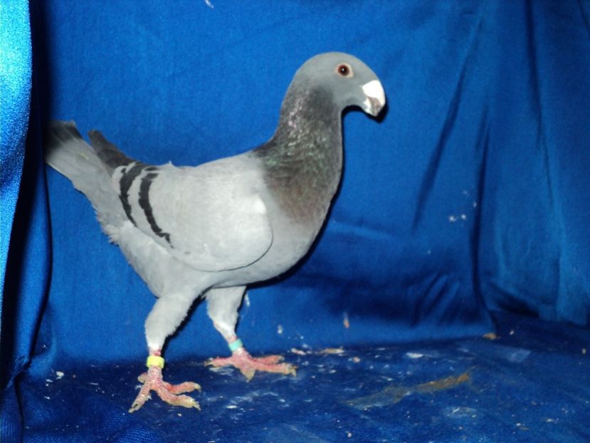  - MATCA MASCULI GERMANI 2018