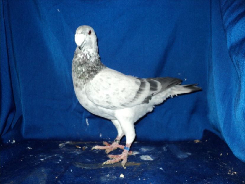 mascul 2016 - MATCA MASCULI GERMANI 2018