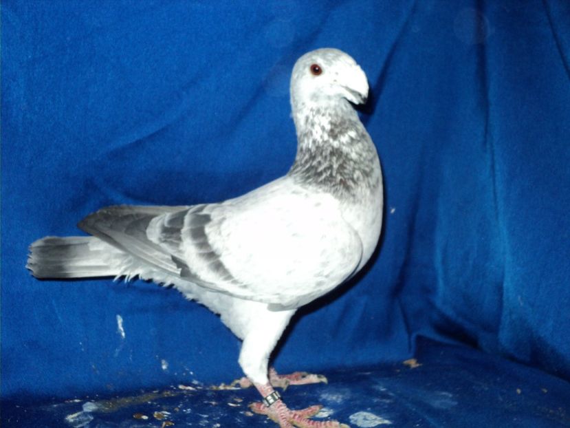  - MATCA MASCULI GERMANI 2018