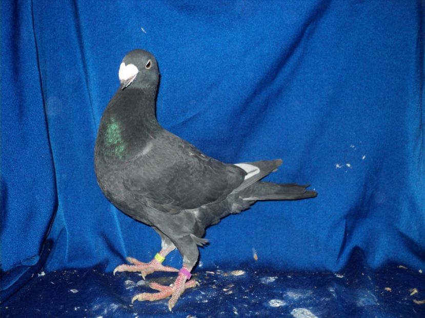 mascul 2017 - MATCA MASCULI GERMANI 2018