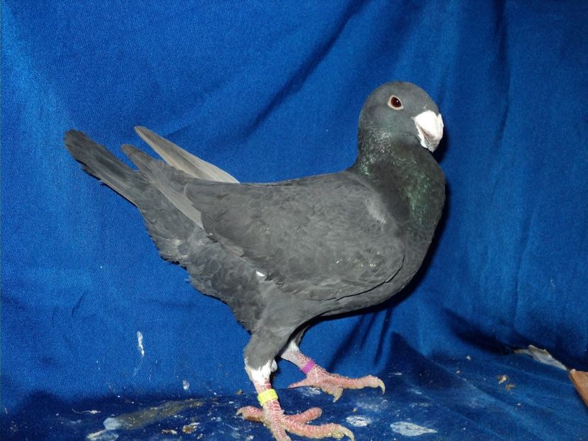  - MATCA MASCULI GERMANI 2018