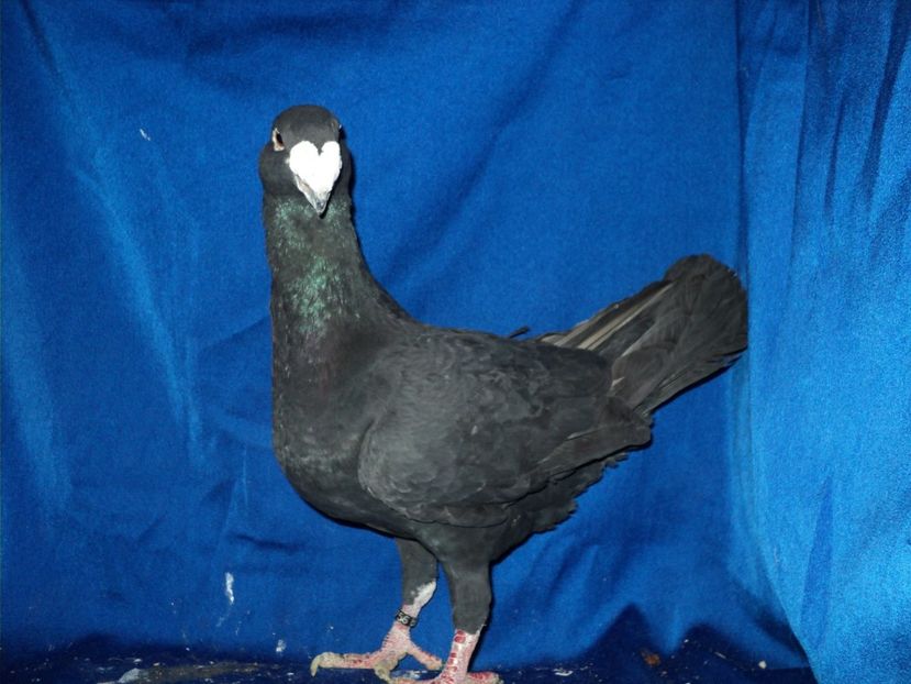 mascul 2016 - MATCA MASCULI GERMANI 2018