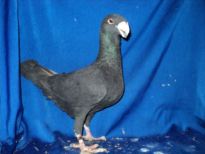  - MATCA MASCULI GERMANI 2018