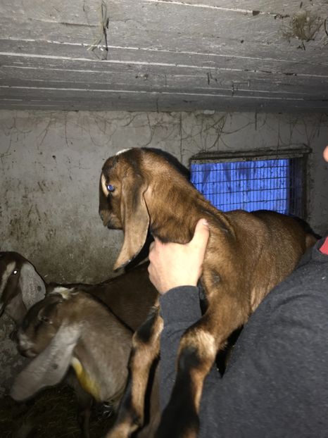 D4B88CAE-87E9-4A75-8CBE-AE0003DC77CD - Iezi anglo 2018