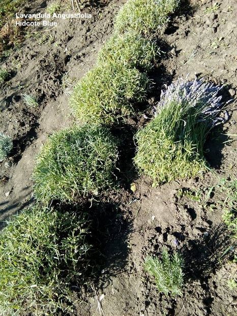 10.07.17 - 1 Multiplicare