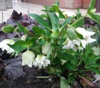 helleborus double ellen white spotted - 2018 plantele mele