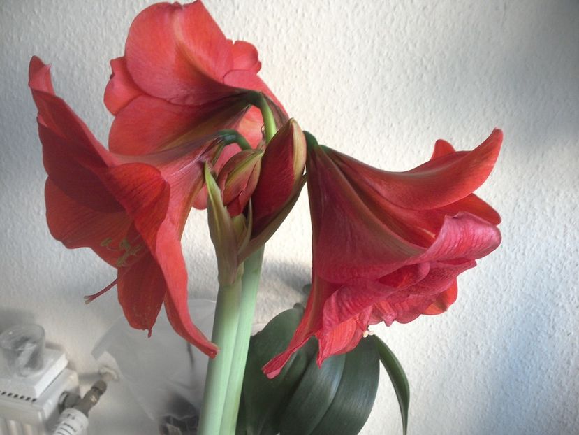 WIN_20180228_080121 - diverse_floricele