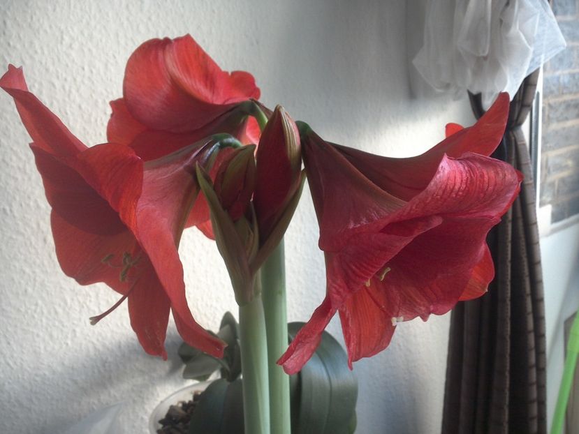 WIN_20180228_080153 - diverse_floricele