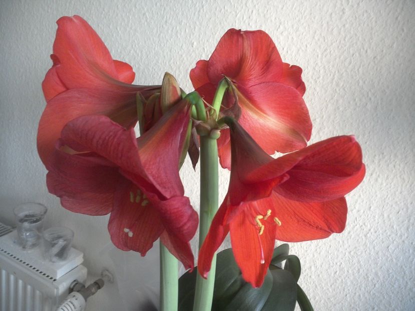 WIN_20180228_080216 - diverse_floricele